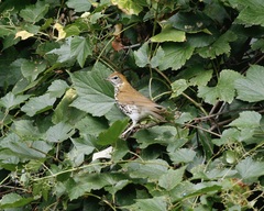 Hylocichla mustelina