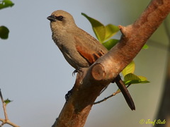 Agelaioides badius