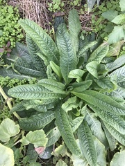 Mandragora autumnalis