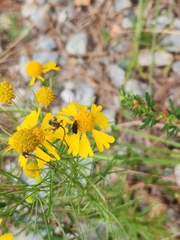 Acoloithus falsarius