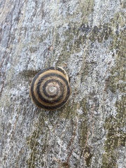 Caracolus marginella
