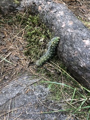 Eacles imperialis pini