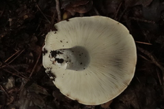 Russula delica