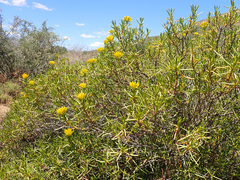 Pteronia paniculata