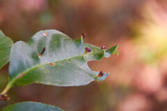 Eriophyes cerasicrumena