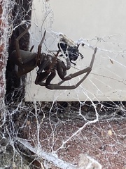 Kukulcania hibernalis