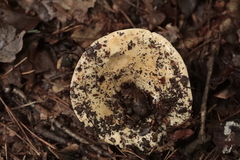 Russula delica