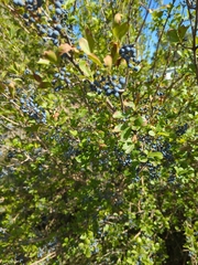 Forestiera pubescens