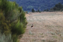 Lepus granatensis