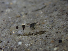 Caridina serrata