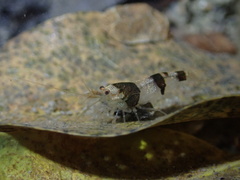 Caridina serrata