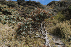Rhododendron hyperythrum