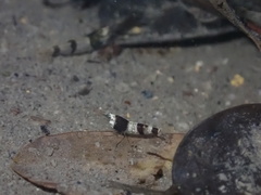 Caridina serrata
