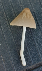 Conocybe apala