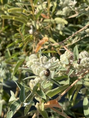 Orsilochides guttata