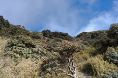 Rhododendron hyperythrum