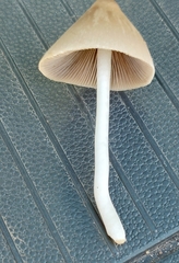 Conocybe apala