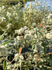 Orsilochides guttata