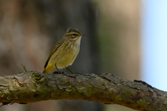 Setophaga palmarum palmarum