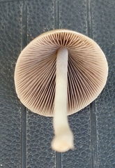 Conocybe apala