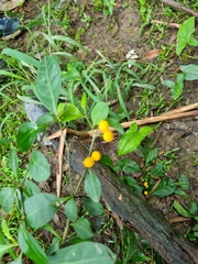 Solanum diphyllum