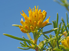 Pteronia paniculata