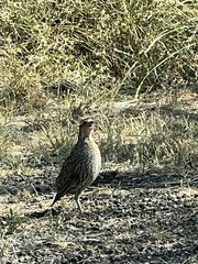 Colinus virginianus
