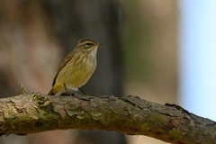 Setophaga palmarum palmarum