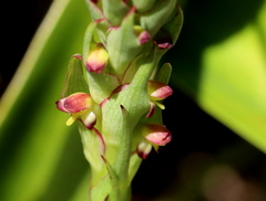 Disa bracteata