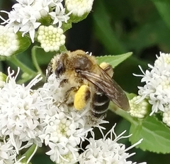 Andrena asteris