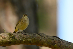 Setophaga palmarum palmarum