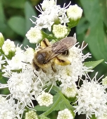 Andrena asteris