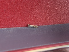 Ornativalva erubescens