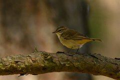 Setophaga palmarum palmarum