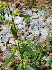 Solidago caesia