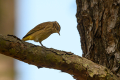 Setophaga palmarum palmarum