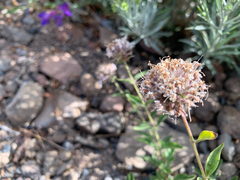 Monardella odoratissima