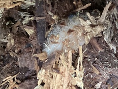 Myxarium nucleatum