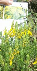 Genista hirsuta
