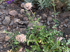 Monardella odoratissima