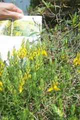 Genista hirsuta