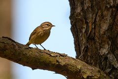 Setophaga palmarum palmarum
