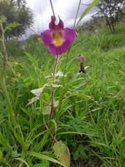 Proboscidea parviflora