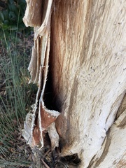 Laetiporus gilbertsonii