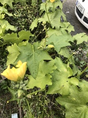 Cucurbita moschata