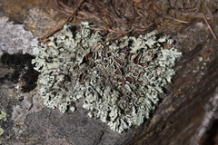 Xanthoparmelia conspersa