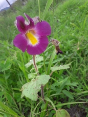 Proboscidea parviflora