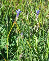 Gentianopsis detonsa