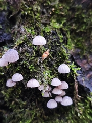 Mycena