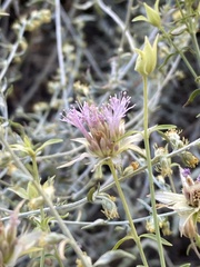 Monardella mojavensis